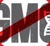 Voters in rural Oregon ban GMO crops By Maggie Hennessy, 21-May-2014 Voters in rural Oregon ban GMO crops By Maggie Hennessy, 21-May-2014