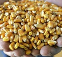 Anteprojeto elaborado pelo Ministério da Agricultura prevê controle privado sobre sementes crioulas