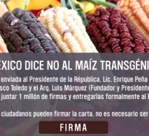 México diz NÃO ao milho transgênico