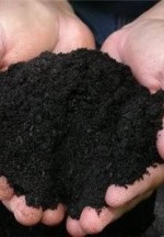 Formação de Terra Preta na Região do Alto Xingu: Resultados Preliminares